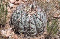 Echinocactus_horizontalonius_GM_990.3.jpg