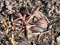 Echinocactus_horizonthalonius_GM_1487.3.jpg