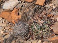 Echinocactus_horizonthalonius_GM_1493.3.jpg