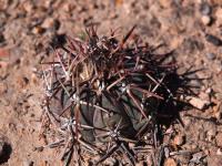 Echinocactus_horizonthalonius_GM_1622.3.jpg