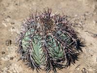 Echinocactus_horizonthalonius_GM_1624.5.jpg