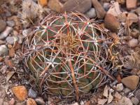Echinocactus_horizonthalonius_GM_1635.jpg
