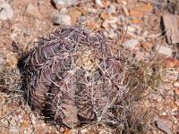 Echinocactus_horizonthalonius_GM_1646.13.jpg
