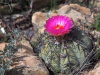 Echinocactus_horizonthalonius_GM_1649.jpg