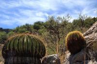 Echinocactus_ingens_GM_1368.4.jpg