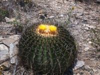 Echinocactus_ingens_GM_1537.4.jpg
