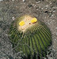 Echinocactus_ingens_GM_552.1.jpg