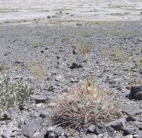 Echinocactus_parryi_GM_982.jpg