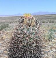 Echinocactus_parryi_GM_985.jpg