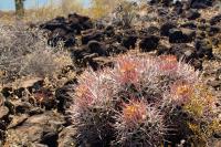Echinocactus_polycephalus_GM_1317.jpg