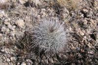 Echinocereus_adustus_ssp._roemerianus_GM_930.jpg