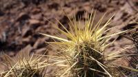 Echinocereus_brandegeei_GM_1284.1.jpg