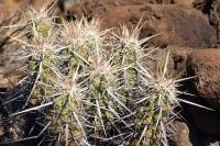 Echinocereus_brandegeei_GM_1293.jpg