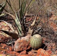 Echinocereus_carmenensis_GM_1233.33.jpg