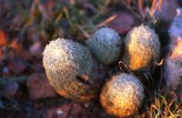 Echinocereus_carmenensis_GM_664.jpg