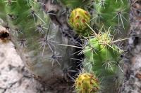 Echinocereus_cinerascens_GM_1360.2.jpg