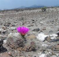 Echinocereus_cinerascens_GM_966.7.jpg