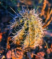 Echinocereus_cinerascens_ssp._rosei_GM_664.3.jpg
