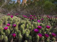 Echinocereus_cinerascens_ssp._tulensis_GM_1532.1.jpg