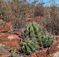 Echinocereus_coccineus_ssp._agregatus_GM_1233.34.jpg