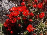 Echinocereus_coccineus_ssp._paucispinus_GM_1504.1.jpg