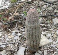 Echinocereus_ctenoides_GM_834.2.jpg