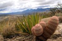 Echinocereus_dasyacanthus_GM_1331.20.jpg