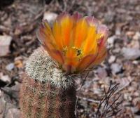 Echinocereus_dasyacanthus_GM_1504.2.jpg