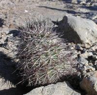 Echinocereus_dasyacanthus_ssp._rectispinus_GM_988.jpg