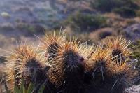 Echinocereus_engelmannii_GM_1305.jpg