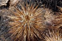 Echinocereus_engelmannii_GM_1317.1.jpg