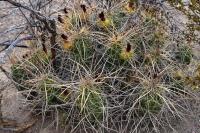Echinocereus_enneacanthus_GM_1332.jpg
