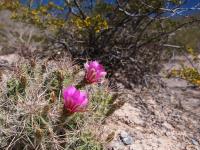 Echinocereus_enneacanthus_GM_1628.3.jpg