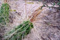 Echinocereus_enneacanthus_GM_897.3.jpg