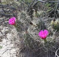 Echinocereus_enneacanthus_GM_993.7.jpg