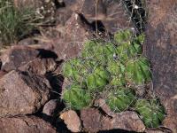 Echinocereus_enneacanthus_ssp._brevispinus_GM_1638.1.jpg