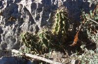 Echinocereus_enneacanthus_ssp._brevispinus_GM_664.2.jpg