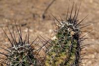 Echinocereus_fendleri_GM_1321.2.jpg