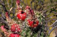 Echinocereus_fendleri_GM_1325.jpg