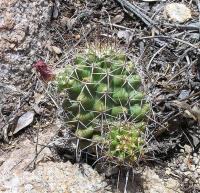 Echinocereus_fendleri_GM_977.8.jpg