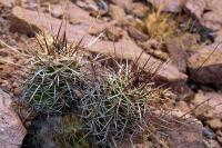 Echinocereus_fendleri_ssp._rectispinus_GM_1328.jpg