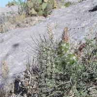 Echinocereus_fendleri_ssp._rectispinus_GM_986.jpg