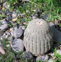 Echinocereus_fitchii_GM_815.jpg