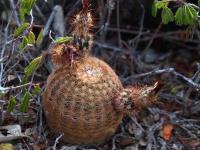 Echinocereus_fitchii_ssp._bergmannii_GM_1508.8.jpg