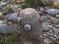 Echinocereus_fitchii_ssp._bergmannii_GM_1510.2.jpg