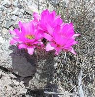 Echinocereus_floresii_GM_978.2.jpg
