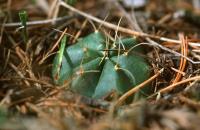 Echinocereus_knippelianus_GM_601.jpg