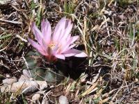 Echinocereus_knippelianus_ssp._kruegeri_GM_1662.jpg