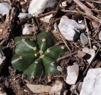 Echinocereus_knippelianus_var._schatzlii_GM_1246.5.jpg