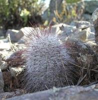 Echinocereus_lauii_GM_976.jpg